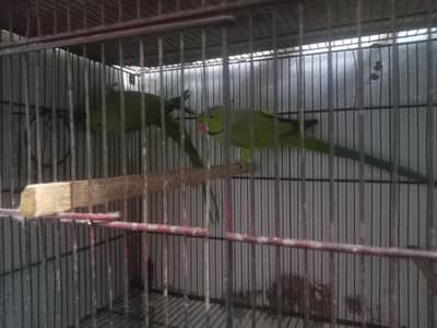 Ringneck male and female