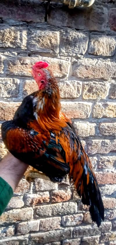 Boht achi blood line ka murga ha high quallity ka