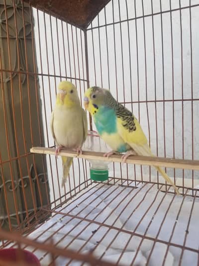 breeder pair for sal