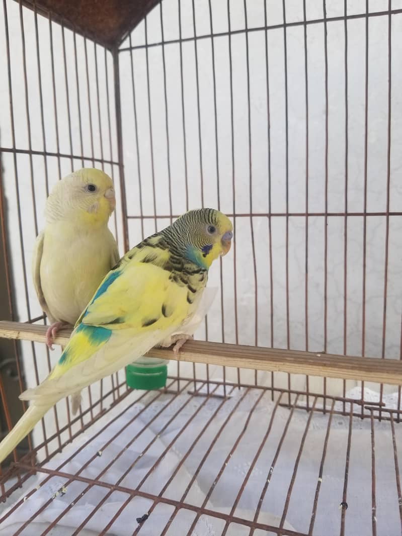 breeder pair for sal 1