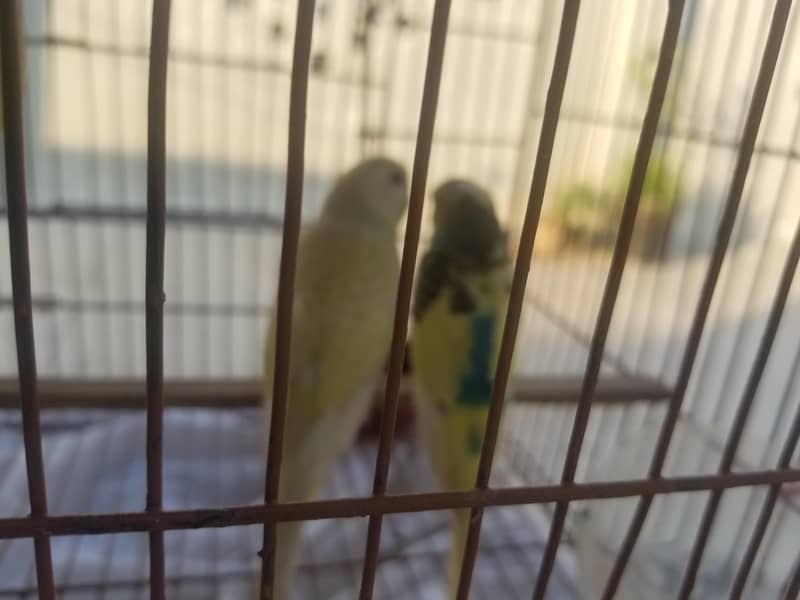 breeder pair for sal 2