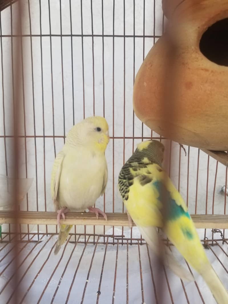 breeder pair for sal 3