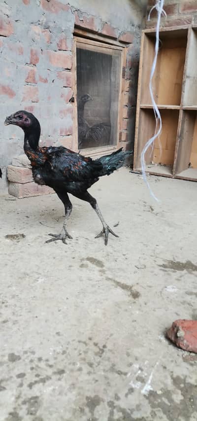 Thai dragon pair, Thai dragon Chick's