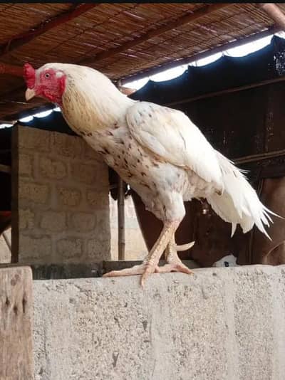 high quality high price jageri murga