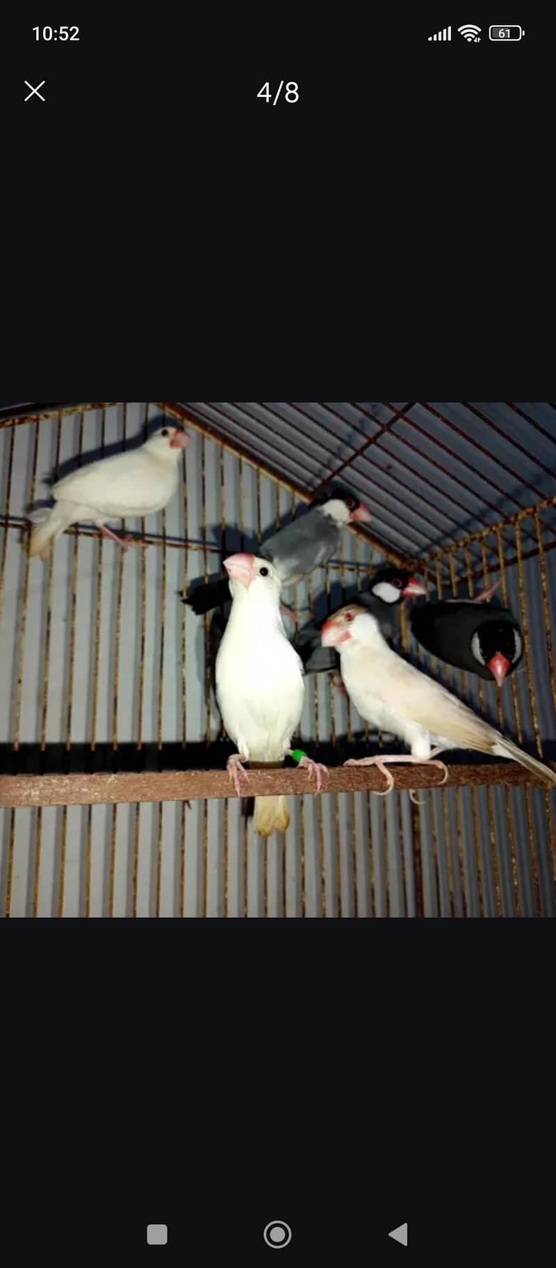 Cage And Java Finches 1