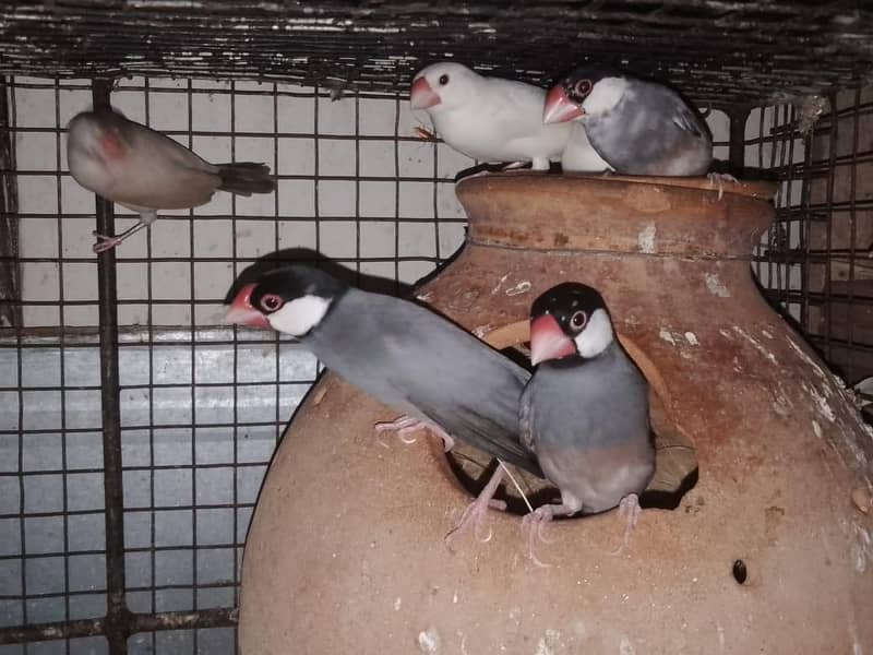 Cage And Java Finches 2