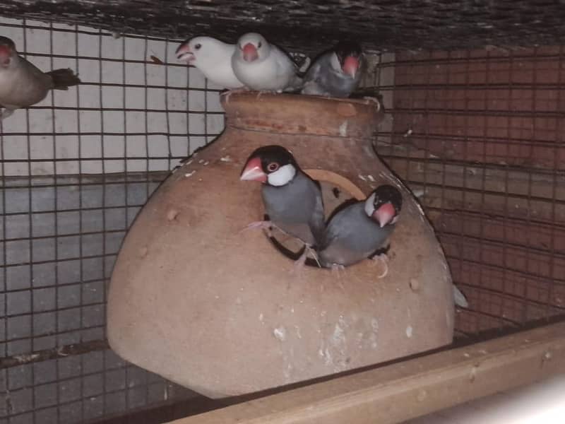 Cage And Java Finches 3