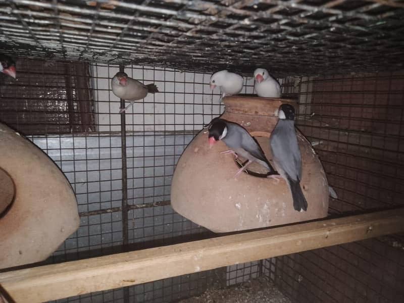 Cage And Java Finches 4