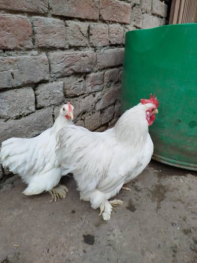 white bantam pair for sale