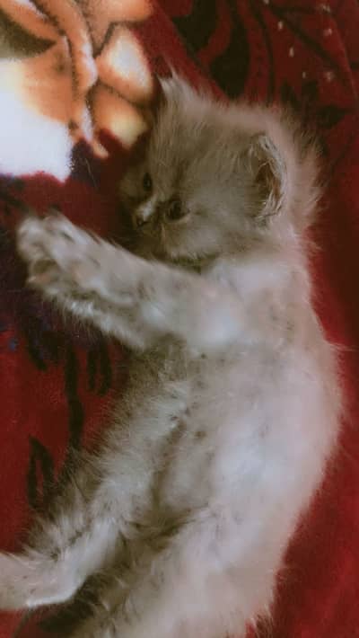 Persian grey kitten