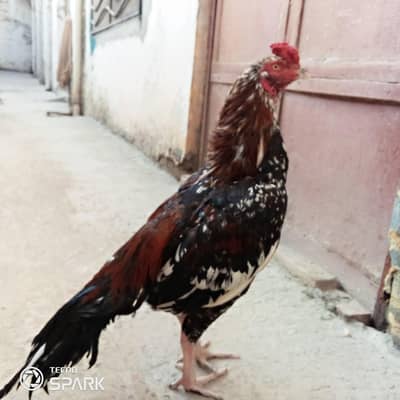 aseel jora fore sale ha white ankh noke nali main ha