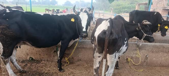 2 ada cows for sale gaban hain ik 7mahene  se gaban hai or ik 8 mahene