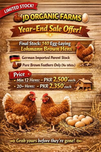 YEAR END SALE OFFER