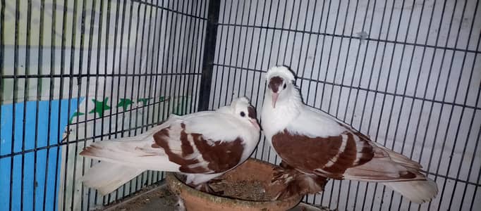 Cage With Fancy pegions Resonaible prize