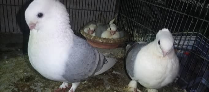 Cage With Fancy pegions Resonaible prize