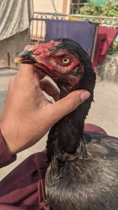 band gaddi Aseel madi home breed Kamaliya old line 03227167270