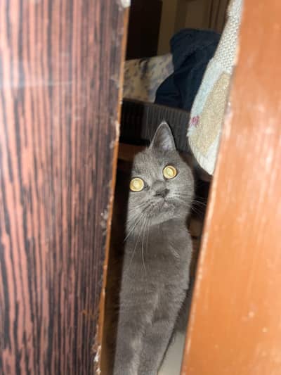 Stunning 9-Month-Old British Shorthair
