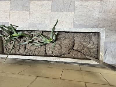 Planter (kiyari ) ik kiyari ki keemat 3000