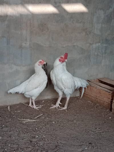 aseel Heera chicks and breedar male