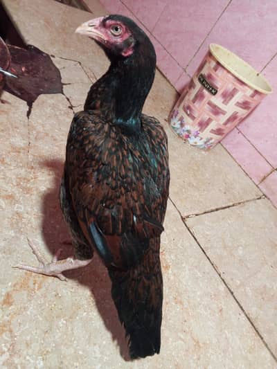 pure asel hen for sale
