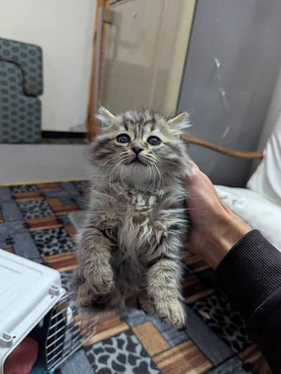 smokey persian female kitten