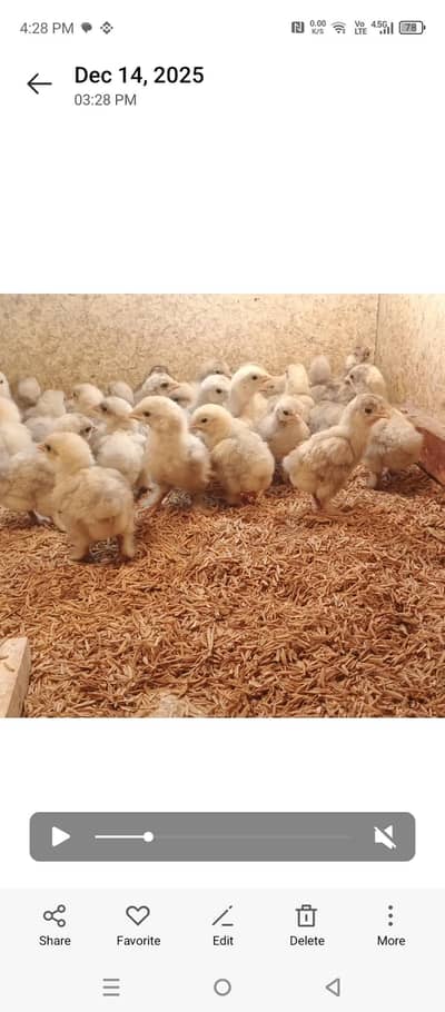 white bantam chicks