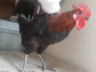 Austrolop hens 2 female and 01 male fully grown available for sale