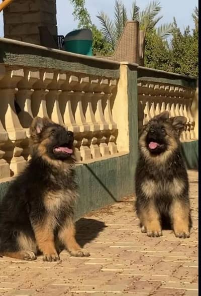 German Shepherd 03262839519