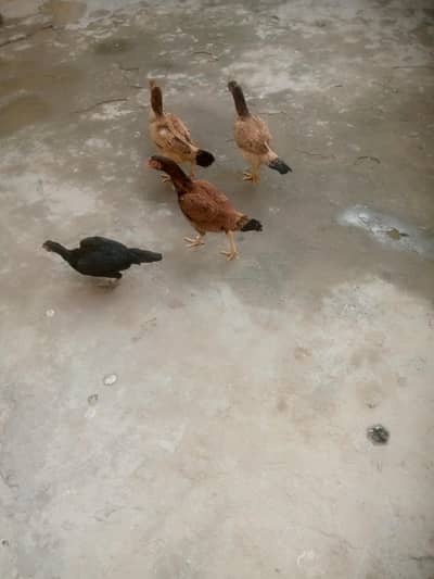 Aseel Murg 4 pics  for sale