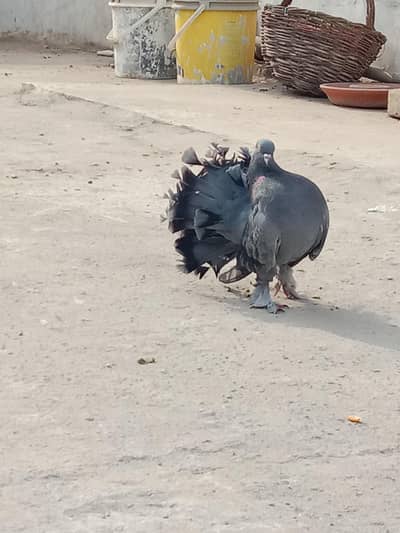 Lucky pigeon Rare color