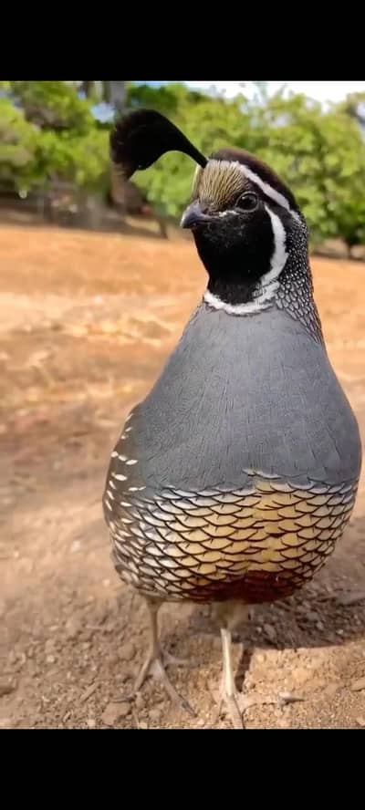 California quail breeder pair for sale