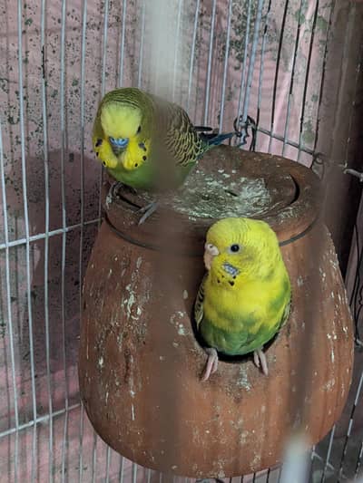 Australian Parrot 2 Canform Breeder Pairs