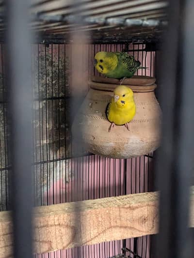 Australian Parrot  Canform Breeder Pair