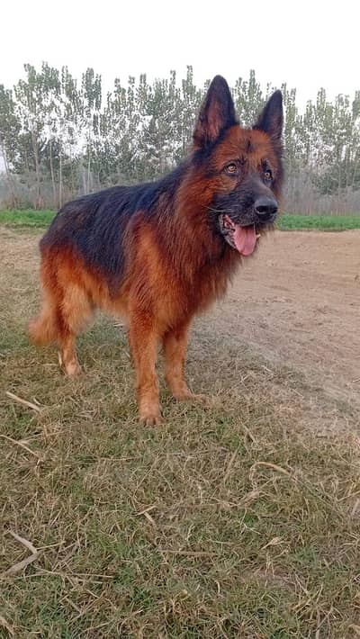 GSD Male Active male confirm speeder huge size 03455969401