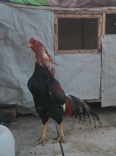 Breeder Aseel Murgha for sale