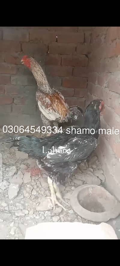 Shamo aseel  breeder pair
