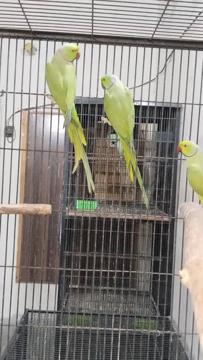 Breeder male Rs 5500 pr piece