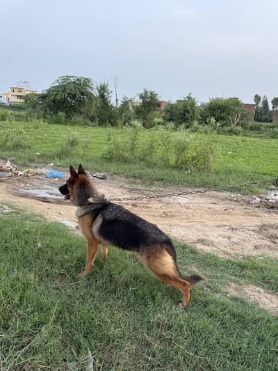 German shepherd stock coat