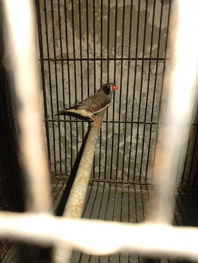 zebra finch Ka male full barider 03230436004