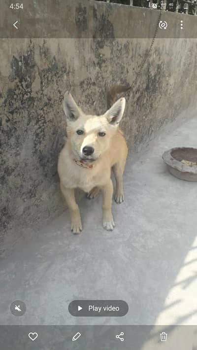 Russian Dog full active for sale