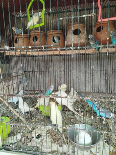 Australian love birds pair