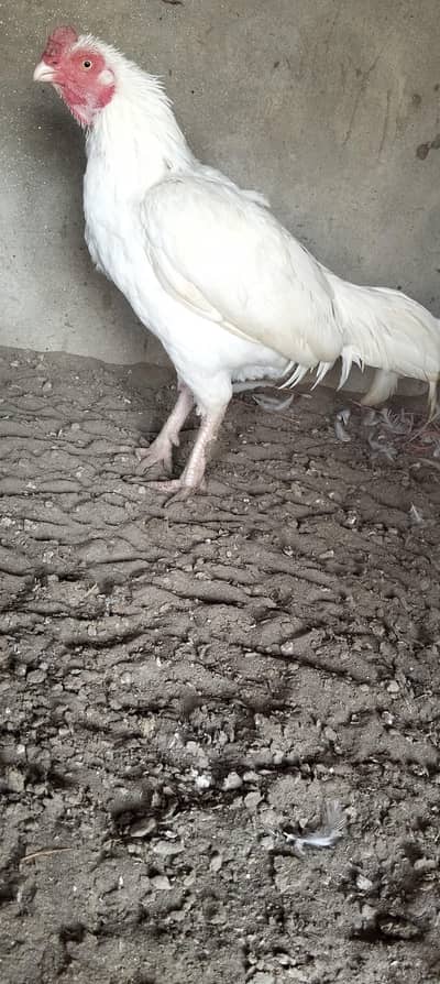 amroha cross mainwali