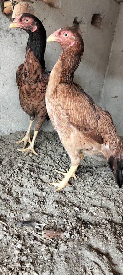 amroha cross mainwali