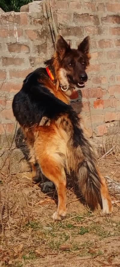 German Shepherd mail 12 months for sale