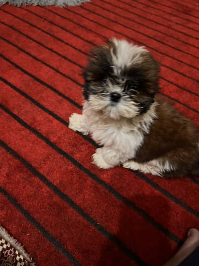 Shihtzu Pupps looking for new home