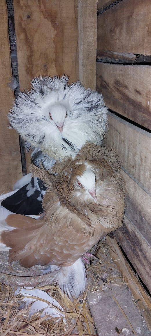 breeder pair for sale 5