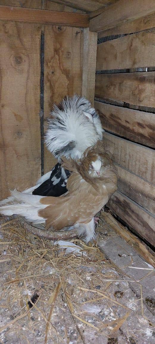 breeder pair for sale 6