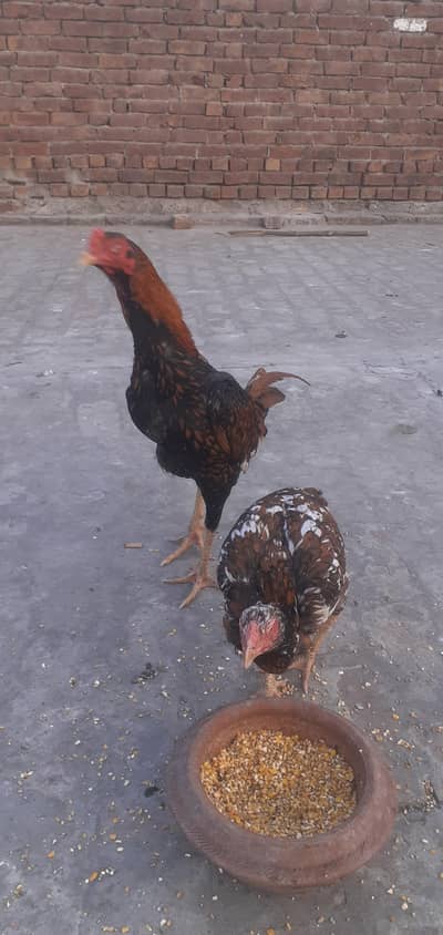 mainwali aseel shijra pair