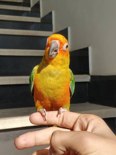 Sun conure Hand tame Very Friendly beautiful male Parrot pet