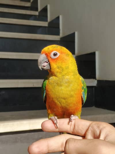 Sun Conure Hand Tame Very Friendly beautiful male Parrot pet